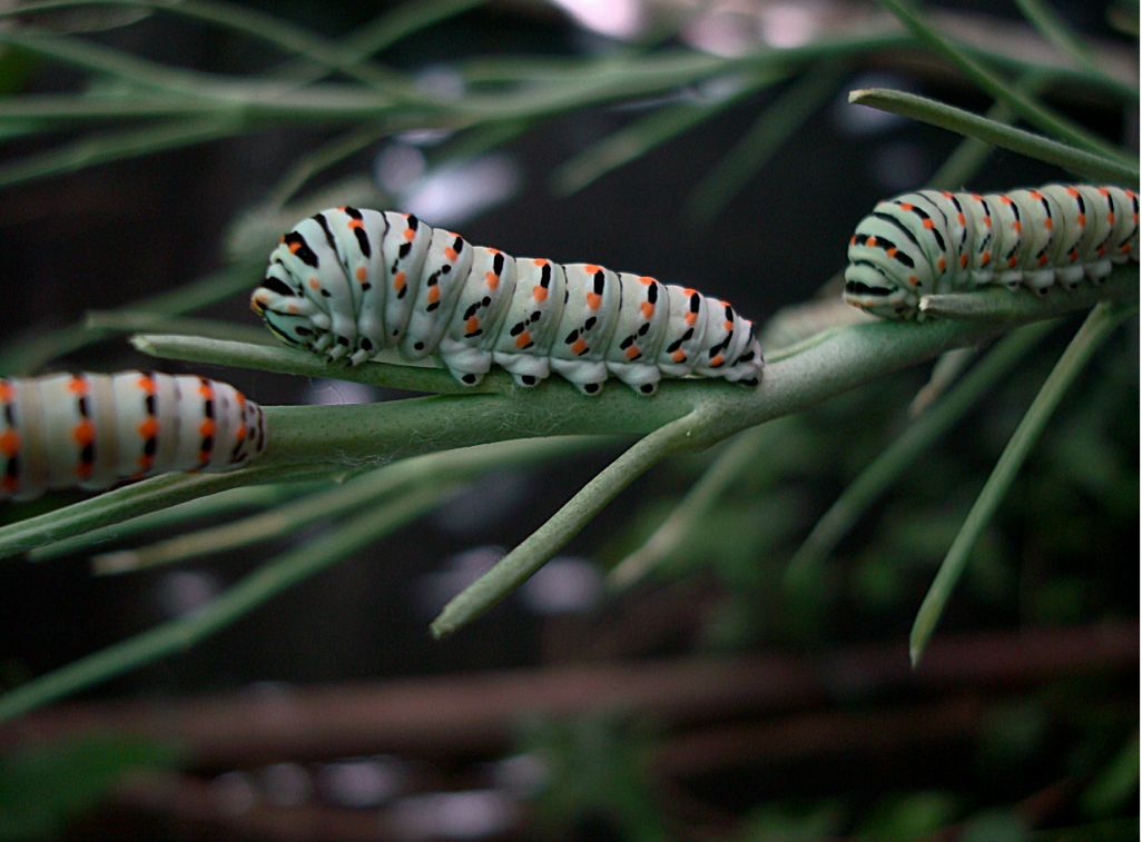 larve di Papilio machaone